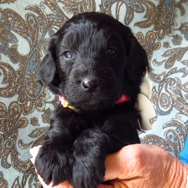 Kona